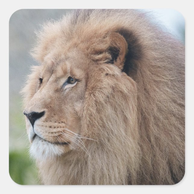 Pegatina Cuadrada El abrazo del león (Anverso)