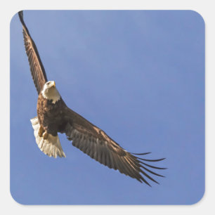 Pegatina Cuadrada El águila calva