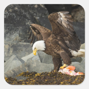 Pegatina Cuadrada El águila calva suprema