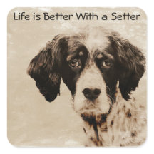 El amor de Setter