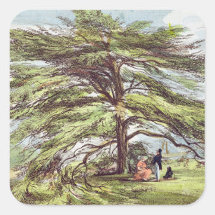 Pegatina Cuadrada El árbol de cedro de Líbano en el arboreto, Kew