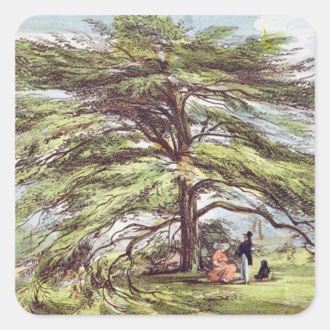 Pegatina Cuadrada El árbol del cedro del Líbano en el arboreto, Kew  (Anverso)