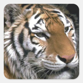 Pegatina Cuadrada El arte de los amantes del tigre siberianos