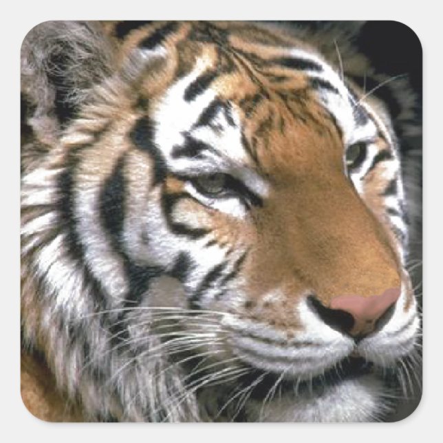 Pegatina Cuadrada El arte de los amantes del tigre siberianos (Anverso)