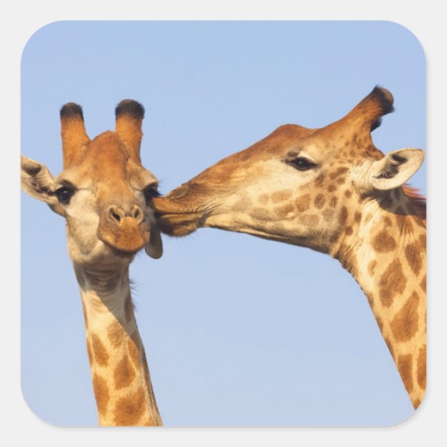 Pegatina Cuadrada El beso (Anverso)