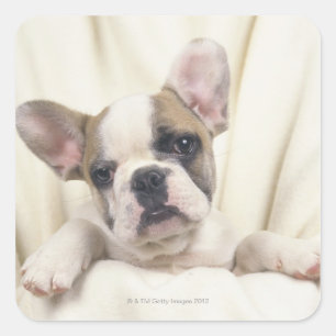 Pegatina Cuadrada El Bulldog, a menudo llamado Bulldog Inglés, 2