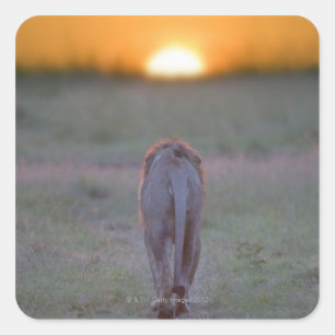 Pegatina Cuadrada El caminar del león