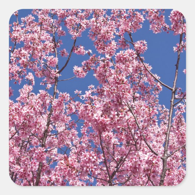 Pegatina Cuadrada El cerezo Sakura florece en el azul (Anverso)