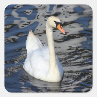 Pegatina Cuadrada El cisne en un lago