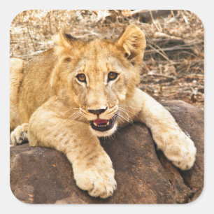 Pegatina Cuadrada El Club De Tigres Se Toma El Respiro En La Roca