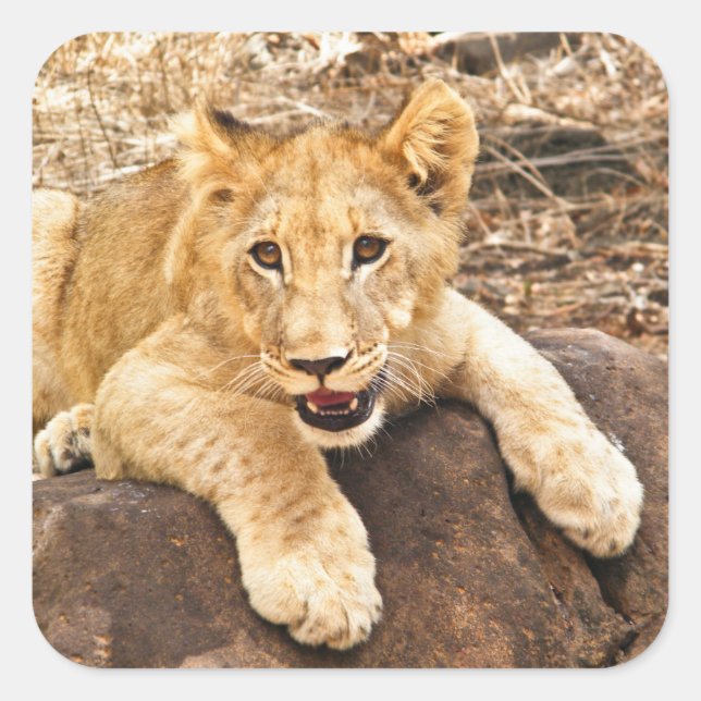 Pegatina Cuadrada El Club De Tigres Se Toma El Respiro En La Roca (Anverso)