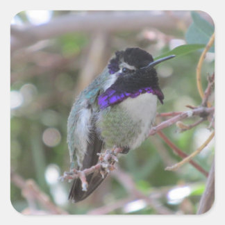Pegatina Cuadrada El colibrí