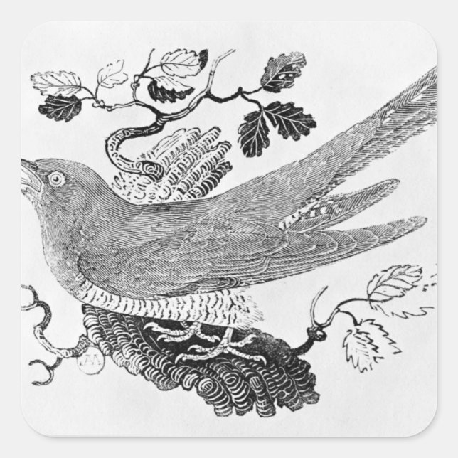 Pegatina Cuadrada El cuco (Anverso)