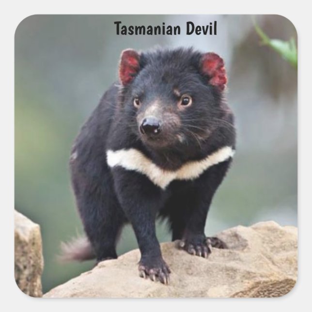 Pegatina Cuadrada El demonio australiano de Tasmania (Anverso)