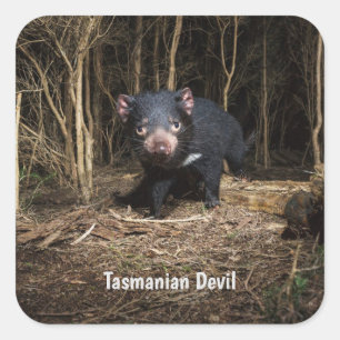 Pegatina Cuadrada El demonio australiano de Tasmania