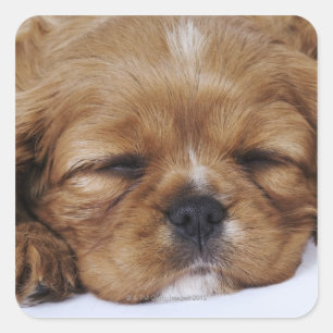 Pegatina Cuadrada El dormir arrogante del perrito del perro de aguas