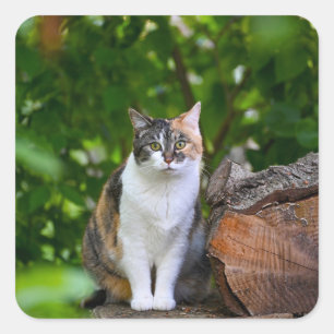 Pegatina Cuadrada El gato