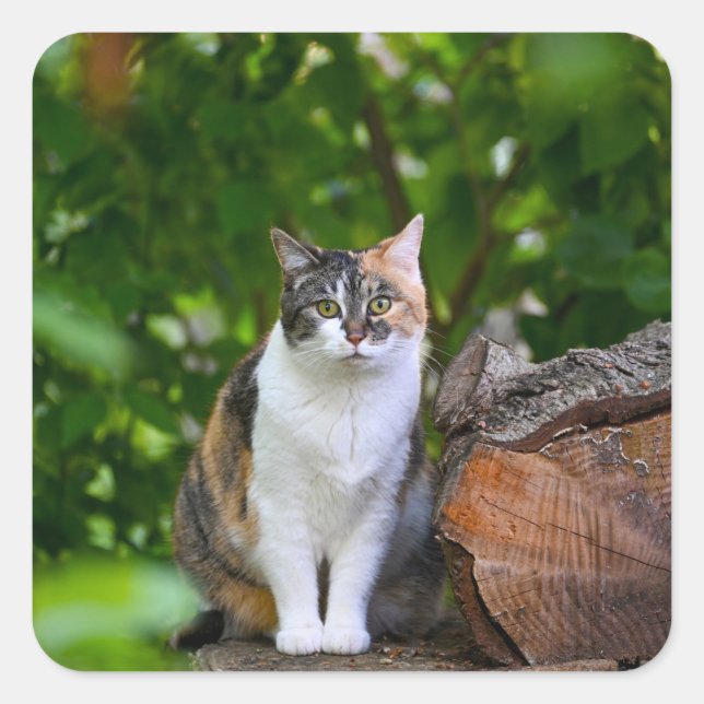 Pegatina Cuadrada El gato (Anverso)