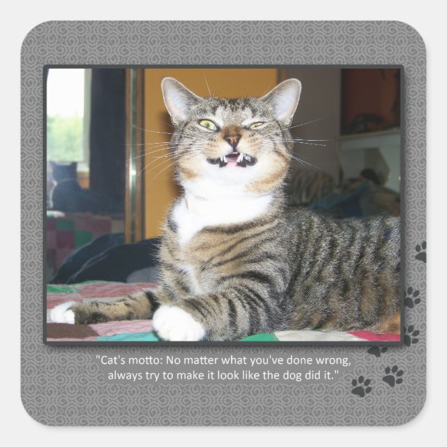 Pegatina Cuadrada El gato culpa el perro (Anverso)