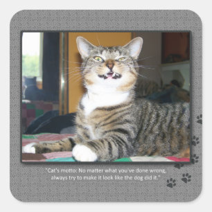 Pegatina Cuadrada El gato culpa el perro