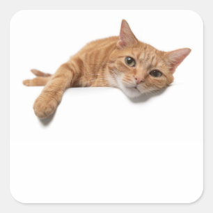Pegatina Cuadrada El gato del naranja está tumbado