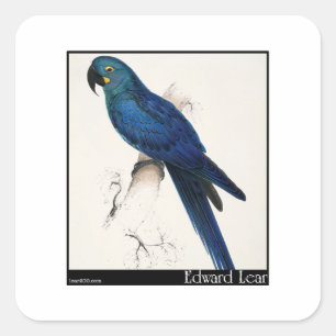 Pegatina Cuadrada El Hyacinth Macaw de Edward Lear