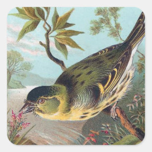 Pegatina Cuadrada El ilustracion del pájaro del vintage de Siskin