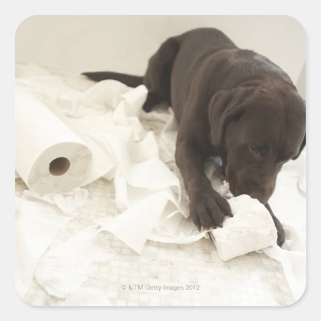 Pegatina Cuadrada El labrador marrón chocolate. (Anverso)