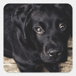Pegatina Cuadrada El Labrador Negro recupera una pipa en la madera