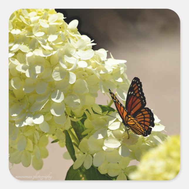 Pegatina Cuadrada El monarca y las flores (Anverso)