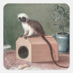 Pegatina Cuadrada El mono preferido de Carl Linnaeus