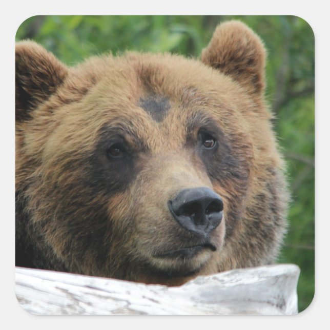Pegatina Cuadrada El oso grizzly de Alaskan, el Kodiak (Anverso)