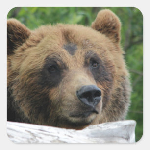 Pegatina Cuadrada El oso grizzly de Alaskan, el Kodiak
