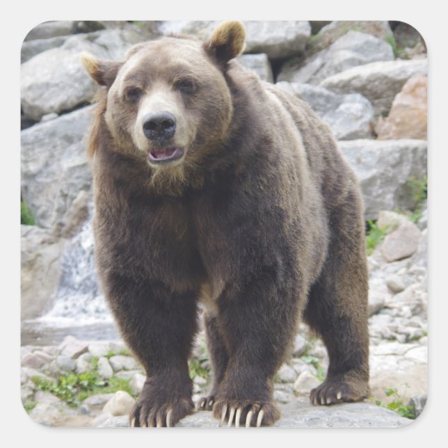 Pegatina Cuadrada El oso Kodiak de pie en una roca (Anverso)
