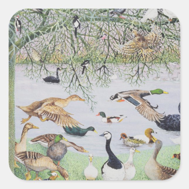 Pegatina Cuadrada El pato extraño (Anverso)