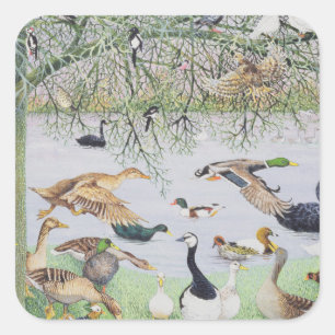 Pegatina Cuadrada El pato extraño