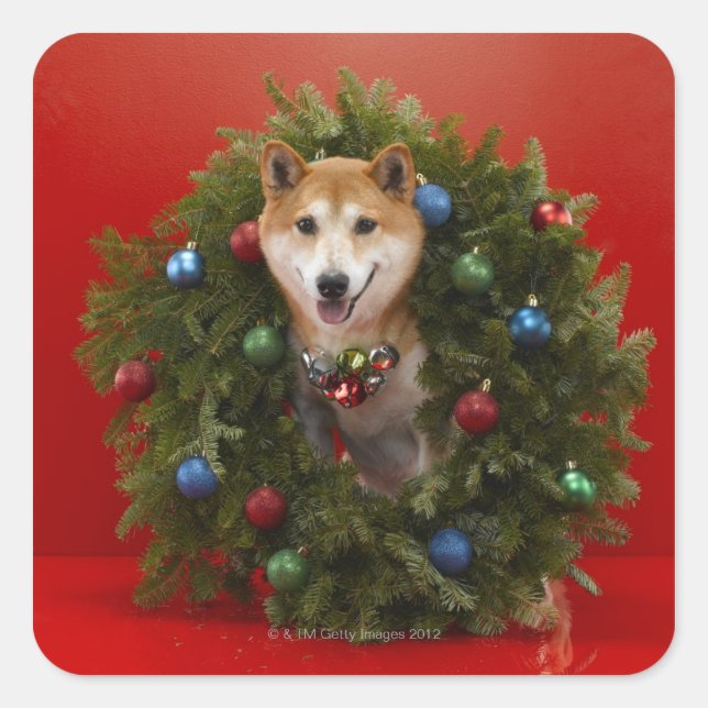 Pegatina Cuadrada El perro chiba inu sentado en Navidades era una co (Anverso)