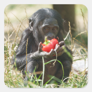 Pegatina Cuadrada El picnic de Bonobo