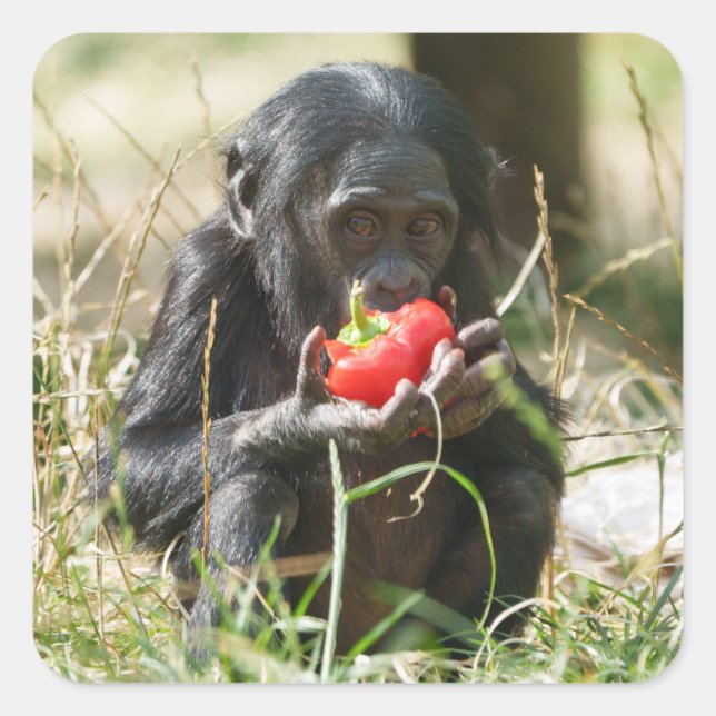 Pegatina Cuadrada El picnic de Bonobo (Anverso)