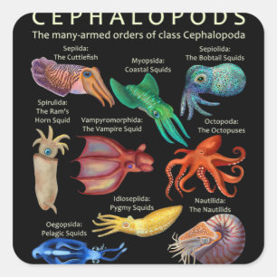 Pegatina Cuadrada El pulpo cefalópodo calamitoso