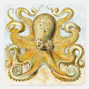 Pegatina Cuadrada El pulpo náutico pintado Kraken Squid