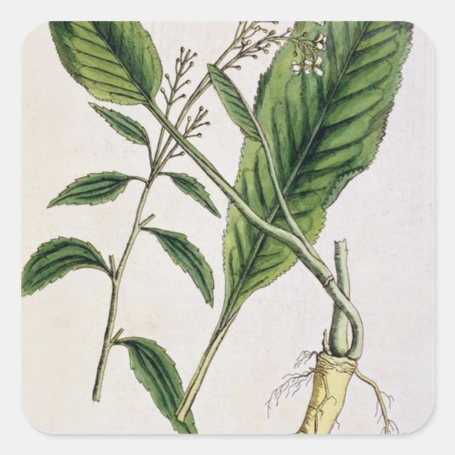 Pegatina Cuadrada El rábano picante, platea 415 "de un herbario (Anverso)