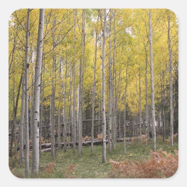 Pegatina Cuadrada El resplandor amarillo de Aspen (Anverso)