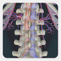 El suministro de sangre de vértebras lumbares