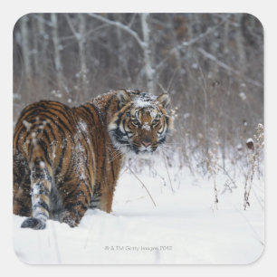 Pegatina Cuadrada El tigre (Panthera tigris) de pie en la nieve prof