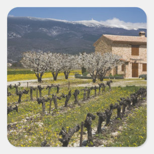Pegatina Cuadrada El viñedo inactivo, fruta florece, la casa de