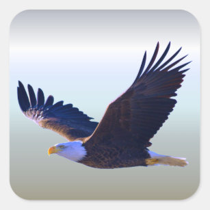 Pegatina Cuadrada El volar de Eagle calvo