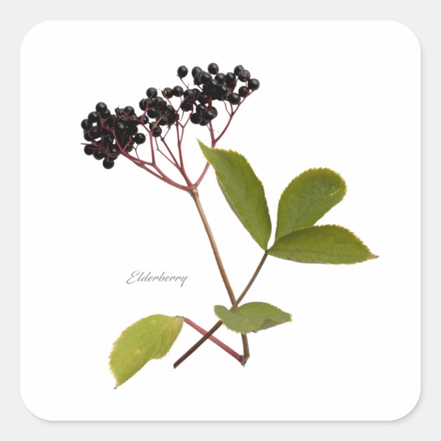 Pegatina Cuadrada Elderberry (Anverso)