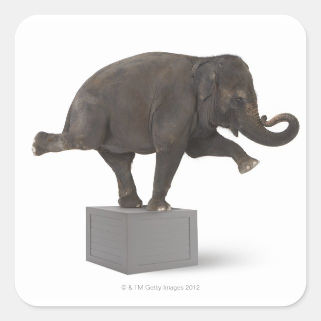 Pegatina Cuadrada Elefante actuando como un truco en la caja (Anverso)