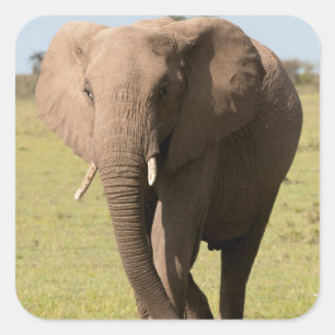 Pegatina Cuadrada Elefante africano (Loxodonta Africana), Maasai